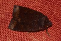 Conistra ligula