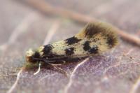 Lichenotinea pustulatella