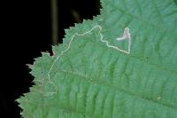Stigmella microtheriella