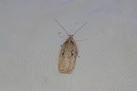 Agonopterix yeatiana