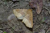 Crocallis tusciaria