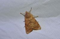 Sunira circellaris