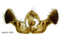 Eucosma rubescana
