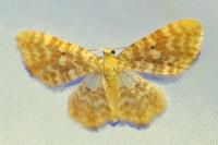 Hydrelia flammeolaria