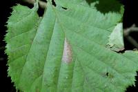 Parornix devoniella