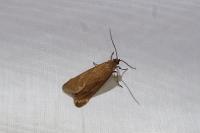 Diurnea lipsiella