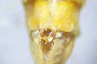 Epirrita christyi