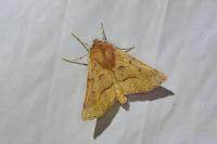 Crocallis tusciaria