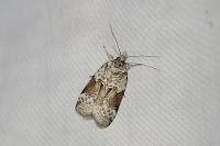 Nycteola siculana