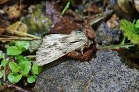 Asteroscopus sphinx