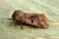 Orthosia gothica