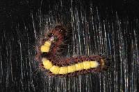 Acronicta psi