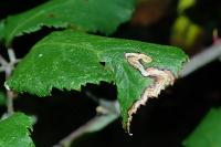 Stigmella aurella