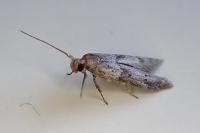 Blastobasis phycidella