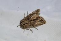 Asteroscopus sphinx