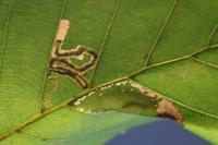 Stigmella tityrella