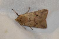 Leptologia blidaensis