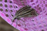 Ancylolomia tentaculella