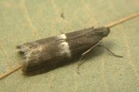 Elegia similella