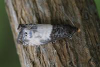 Notocelia cynosbatella