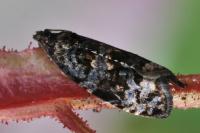 Endothenia ustulana