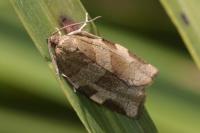 Choristoneura hebenstreitella