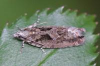 Zeiraphera isertana