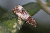 Notocelia trimaculana