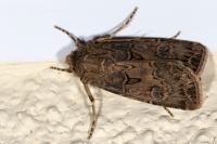 Agrotis bigramma