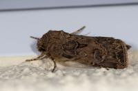 Agrotis bigramma
