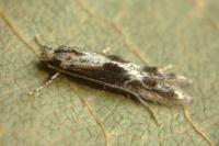 Blastodacna hellerella