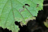 Stigmella microtheriella