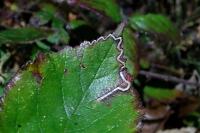 Stigmella aurella