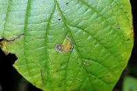 Bucculatrix frangutella