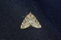 Thera britannica/obeliscata/variata