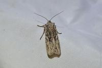 Lithophane leautieri