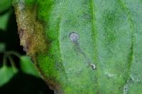Bucculatrix frangutella