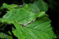 Phyllonorycter tristrigella