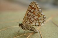 Chiasmia clathrata