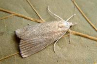 Calamotropha paludella