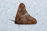 Erannis defoliaria