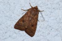 Sunira circellaris