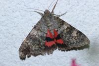 Catocala elocata