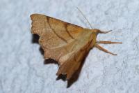 Ennomos erosaria