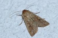 Mythimna vitellina