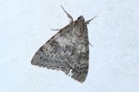 Catocala elocata