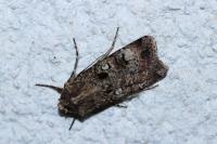 Agrotis trux