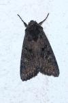 Aporophyla nigra