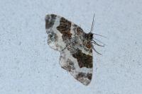 Epirrhoe alternata