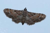 Gymnoscelis rufifasciata